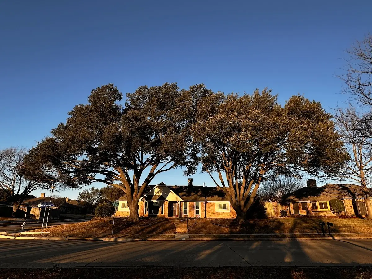 Established residential canopy tree shading a home in Jamestown